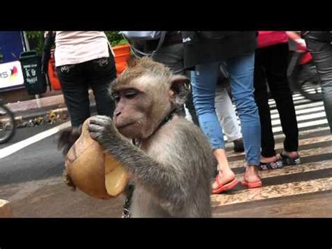Street Monkey In Mask In Indonesia
