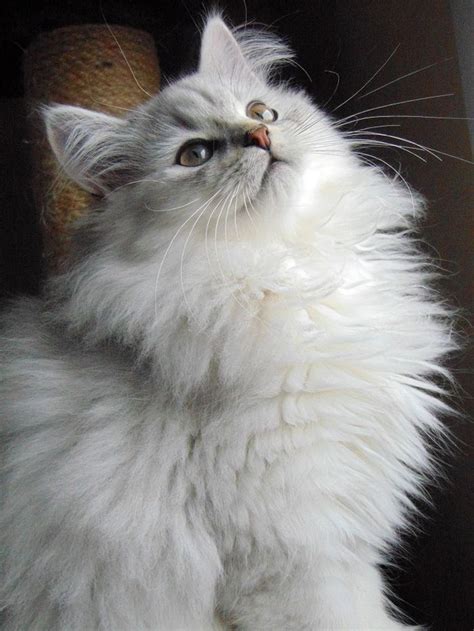 Check spelling or type a new query. Fluffy cat breeds - My Norwegian Forest cat Boots is a ...