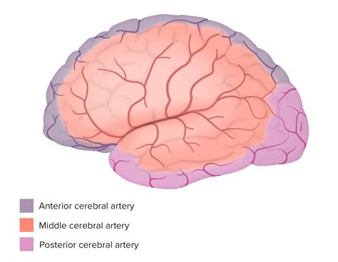 Sistema Cerebrovascular Anatomía Concise Medical Knowledge