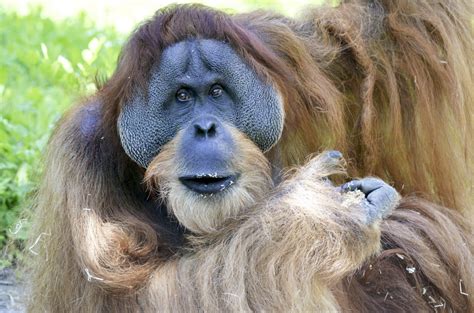 Free Images Wildlife Zoo Fur Red Mammal Mane Fauna Primate