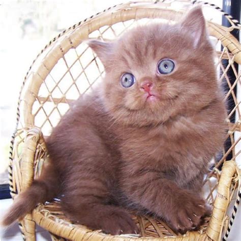 British Shorthair Cinnamon Cat Photos I Love Pinterest Kittens