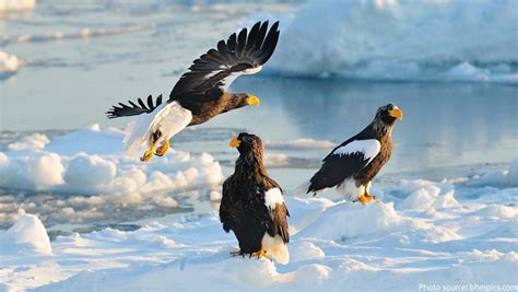 Interesting Facts About Stellers Sea Eagles Just Fun Facts