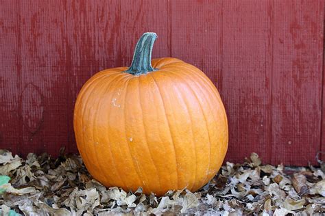 Pumpkin Against Red Barn Free Stock Photo Public Domain Pictures