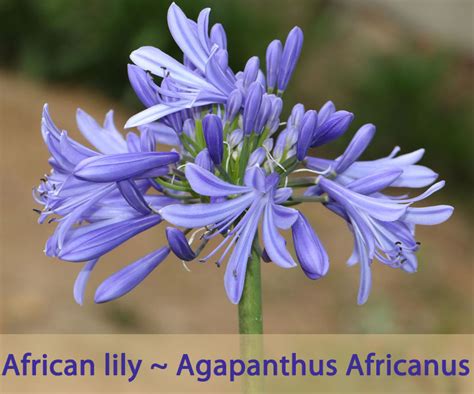 African Lily Facts And Health Benefits