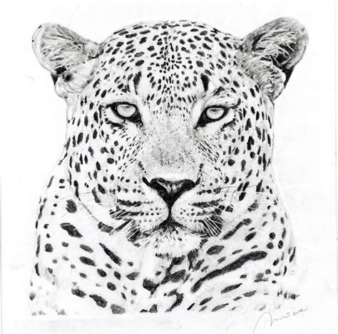 Leopard Leopard Tattoos Leopard Drawing Animal Stencil