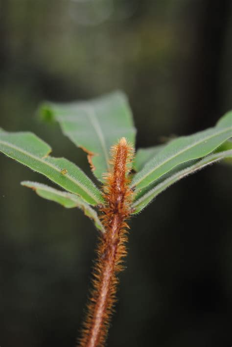 Oleandra Neriiformis Sl Ferns And Lycophytes Of The World