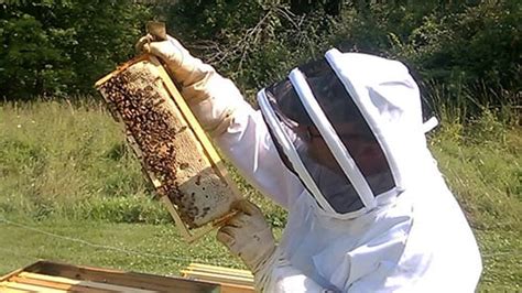 What Does A Beekeeper Do Beekeeper Jobs Beekeeping For Newbies
