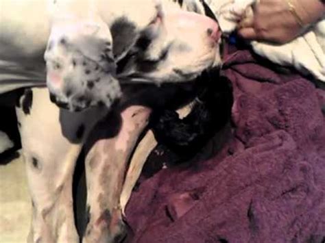 A second every day from birth to 8 weeks old. Great Dane Puppy being born - YouTube