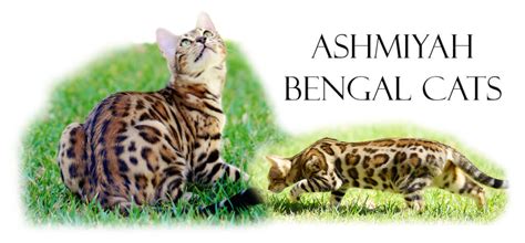 Ashmiyah Bengal Cats Bengal Cat Breeder