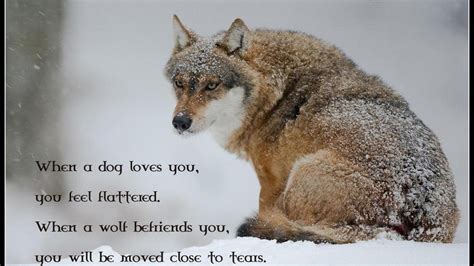 Wolf Quote Wolf Wallpaper 1920x1080 162885