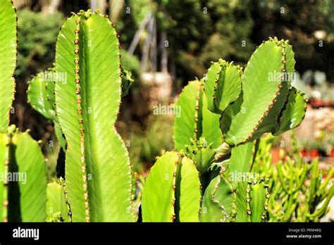 Euphorbia Ingens Cactus Plant Under The Sun Stock Photo Alamy