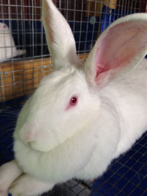 Florida White Florida White Rabbit Meat Rabbits Rabbit Breeds White