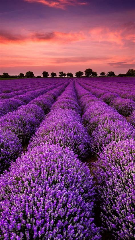 Beautiful Lavender Field Hd Phone Wallpaper Pxfuel