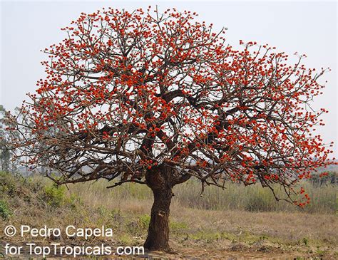 Erythrina Tomentosa Erythrina Abyssinica Coral Tree