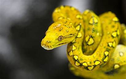 Tree Python Snake Yellow Viridis Morelia Decorative