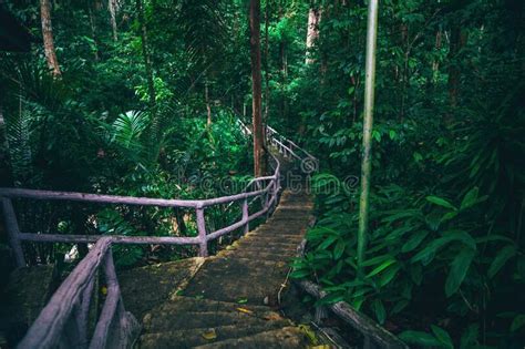 Long Stairs Going Deep Into The Green Rainforest Stock Image Image Of