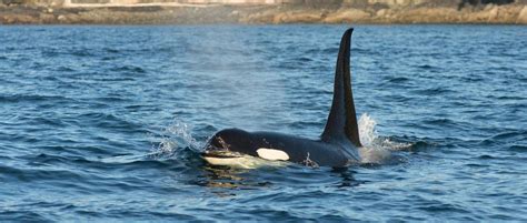 Whale Watching And Wildlife Vacations Vancouver Island Bc Canada