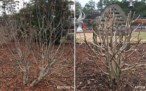 5 Benefits Of Dormant Pruning Complete Landscaping Service Md Dc Va