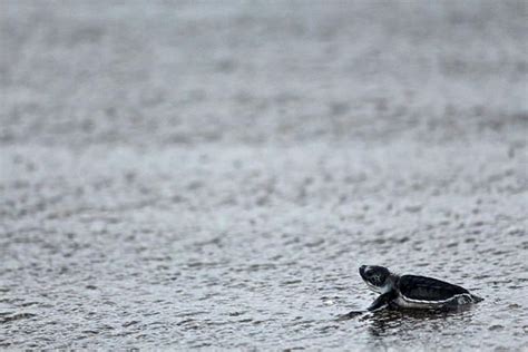 Ten Incredible Sea Turtle Facts Blue Osa Yoga Retreat Spa Sea