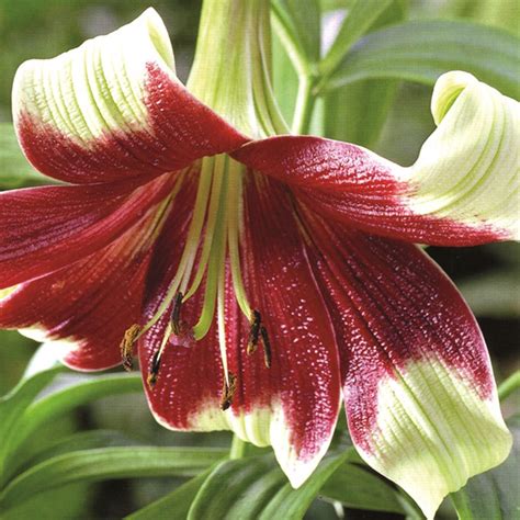 Buy Lily Bulb Lilium Nepalense £499 Delivery By Crocus