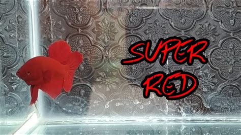 Peternak cupang hias red koi galaxy murah dan berkualitas. Unboxing Ikan Cupang Super Red - YouTube