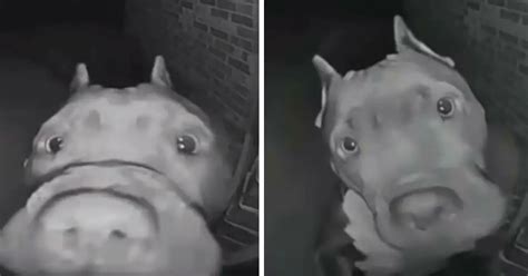 Homeowner Hears Doorbell Ring At 4 Am — Sees Its Her Neighbor Dog In