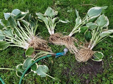 How To Divide Hosta For Transplanting Gardening In The Shade