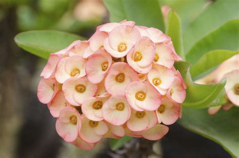 The crown of thorns plant, euphorbia milii, is a blooming succulent that grows into a woody shrub that features sharp thorns on its stems. Crown of Thorns Plant Care | Crown of thorns plant, Plants ...