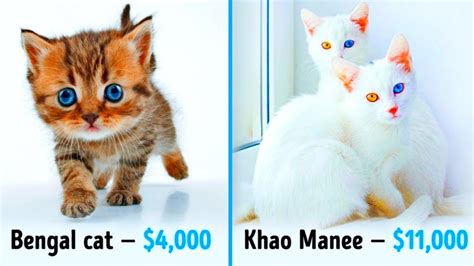 This breed, which sprang from a natural genetic. 19 Awesome Cats That Cost a Fortune - YouTube