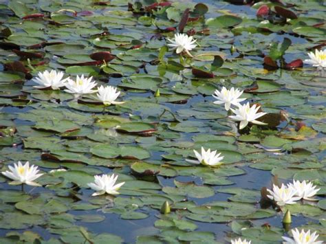 Free Picture Water Lilies White Flowers Nelumbo Lutea American Lotus