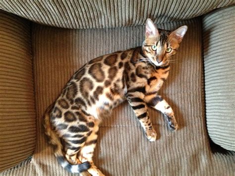 Thank you reach me at 513908917 eight. Here's What People Are Saying About Bengal Cats For Sale ...