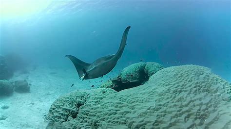 Manta Ray Encounter In 360° On The Great Barrier Reef Youtube