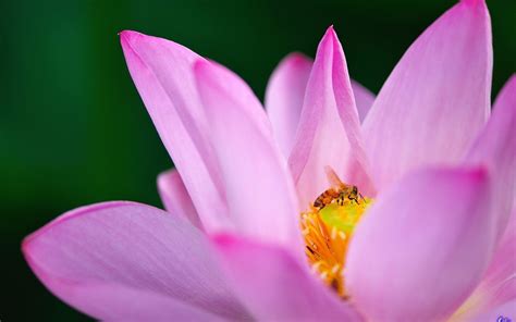 Flowers Macro Bees Pollen Pink Flowers Wallpapers Hd Desktop And