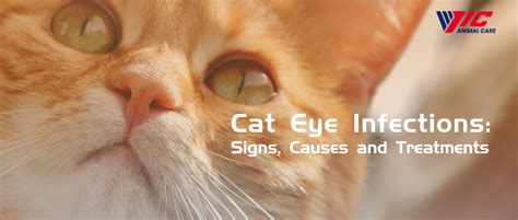 Cat Eye Infections Signs Causes And Treatments