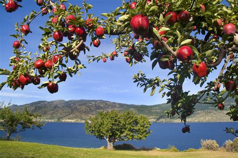 How To Stop Premature Fruit Drop Food Gardening Network