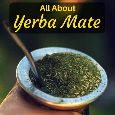 What Is Yerba Mate And What Are Its Health Benefits
