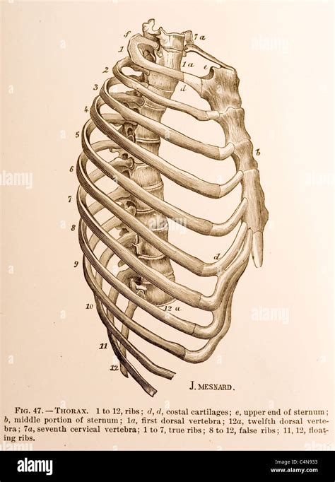 Anatomy Of Right Side Of Back Of Rib Cage Medicalschool Surface