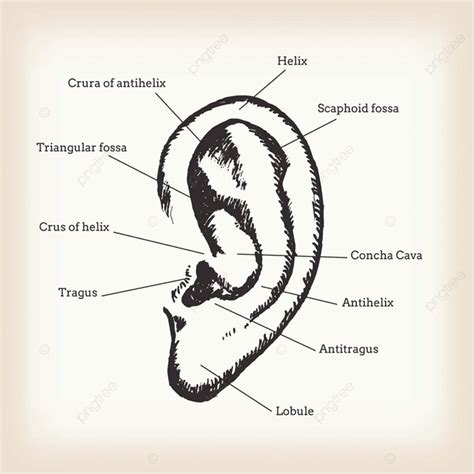 Anatomía Del Oído Humano PNG Ciencias Ilustración Estudiar PNG y