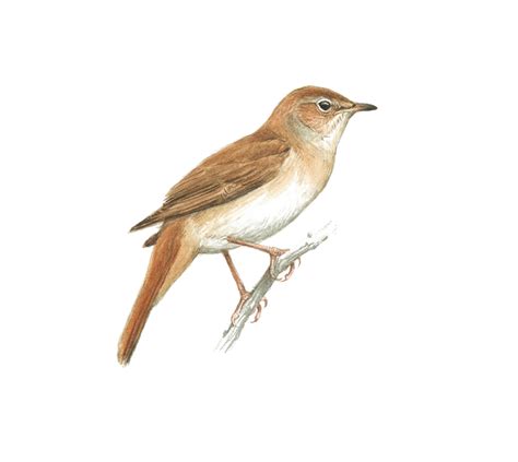 Common Nightingale Birdlife Cyprus