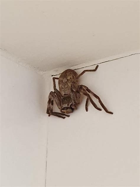 Woman Finds A Giant Huntsman Spider Hiding In Her Shower