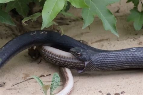 Video Watch This Snake Regurgitate Another Snake