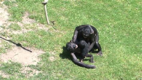 Bonobo Monkeys Mating Sex On Grass Stock Footage Video 100 Royalty
