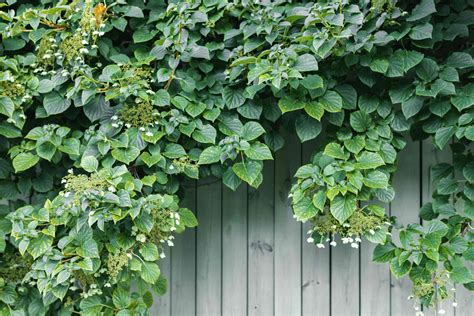 30 Best Shrubs For Shade