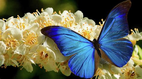 Blue Morpho Butterfly Photograph By Russ Harris