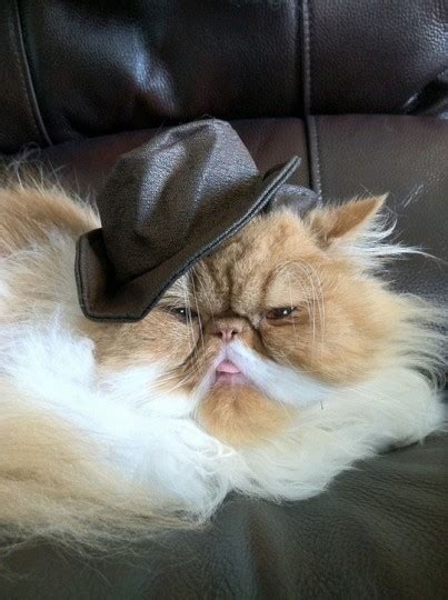 Howdy Partner Cats In Cowboy Hats Caterville