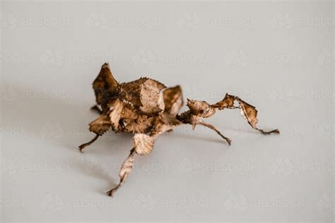 Order phasmatodea by the australian museum are a great information source for. Image of A juvenile female Australian spiny leaf insect ...