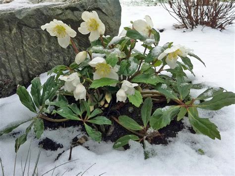 Зимни цветя имена на растения период на цъфтеж употреба през зимата