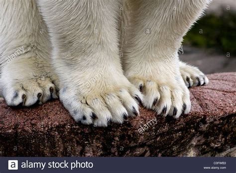 Animal Bear Foot Feet Claw Hi Res Stock Photography And Images Alamy