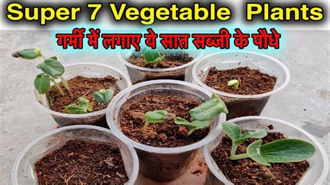 We embrace uniqueness throughout the whole supply chain, treating each fruit and each vegetable with the care it deserves. गर्मी में लगाए जाने वाले सात बहेतरीन सब्जी के पौधे ll ...