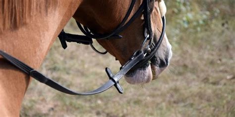What Are Reins Types Of Reins And What Theyre Used For Insider Horse